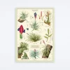 Air Plants Wrap