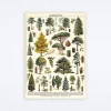 Arboretum Wrap