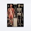 L'Anatomie Wrap