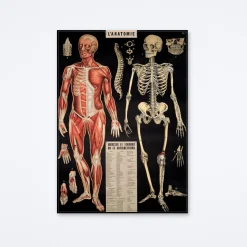 L'Anatomie Wrap