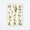 Ornithologie Wrap